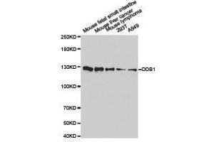 Western Blotting (WB) image for anti-Damage Specific DNA Binding Protein 1 (DDB1) antibody (ABIN1872221) (DDB1 Antikörper)