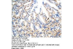 Mouse stomach (E2F7 Antikörper  (N-Term))