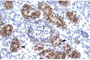Human kidney; ZNF409 antibody - middle region in Human kidney cells using Immunohistochemistry (ZFHX2 Antikörper  (Middle Region))