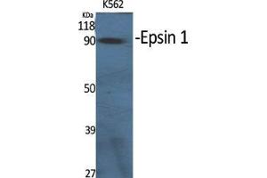 Western Blot (WB) analysis of specific cells using Epsin 1 Polyclonal Antibody. (Epsin 1 Antikörper  (Internal Region))