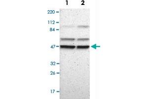 Western Blot analysis of Lane 1: RT-4 and Lane 2: U-251 MG sp cell lysates with PSMC4 polyclonal antibody .