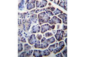 PC Antibody (N-term) (ABIN656425 and ABIN2845717) immunohistochemistry analysis in formalin fixed and paraffin embedded human pancreas tissue followed by peroxidase conjugation of the secondary antibody and DAB staining. (PC (AA 53-82), (N-Term) Antikörper)