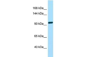Western Blotting (WB) image for anti-Taste Receptor, Type 1, Member 2 (TAS1R2) (C-Term) antibody (ABIN2790094)