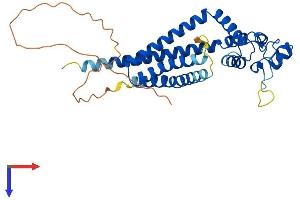 Tetraspanin 10 (TSPAN10) (AA 1-331) protein (His tag)