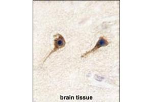 Formalin-fixed and paraffin-embedded human brain tissue reacted with SARS2 antibody (N-term) (ABIN392300 and ABIN2841954) , which was peroxidase-conjugated to the secondary antibody, followed by DAB staining. (SARS2 Antikörper  (N-Term))