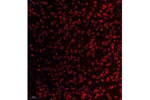 Immunofluorescent analysis of paraffin embedded mouse substantia nigra using RPL10L (ABIN7075429) at dilution of 1: 650 (RPL10L Antikörper)