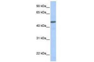 Image no. 1 for anti-Calcitonin Receptor-Like (CALCRL) (AA 108-157) antibody (ABIN6740755) (CALCRL Antikörper  (AA 108-157))