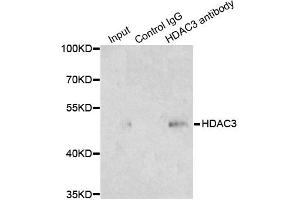 Immunoprecipitation analysis of 200ug extracts of 293T cells using 1ug HDAC3 antibody (ABIN1872955).