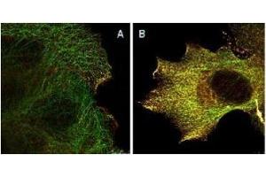Immunofluorescence (IF) image for anti-V-Akt Murine Thymoma Viral Oncogene Homolog 1 (AKT1) (Ser473) antibody (ABIN400784) (AKT1 Antikörper  (Ser473))