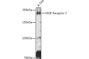 Western blot analysis of extracts of A-549 cells, using VEGF Receptor 2 antibody (ABIN6132247, ABIN6142816, ABIN6142819 and ABIN6215074) at 1:500 dilution. (VEGFR2/CD309 Antikörper  (AA 20-200))