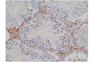 ABIN6267338 at 1/200 staining Mouse testis tissue sections by IHC-P. (HSP90AB1 Antikörper  (pSer254))