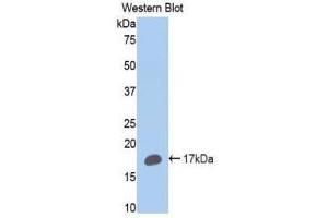 Western Blotting (WB) image for anti-Cytochrome P450, Family 2, Subfamily E, Polypeptide 1 (CYP2E1) (AA 379-493) antibody (ABIN1174037)