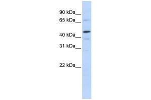 WB Suggested Anti-GTF2E1 Antibody Titration:  0. (GTF2E1 Antikörper  (N-Term))