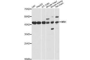 Western blot analysis of extracts of various cell lines, using MRI1 antibody. (MRI1 Antikörper)