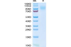 Mouse MERTK on Tris-Bis PAGE under reduced condition. (MERTK Protein (AA 19-497) (His tag))
