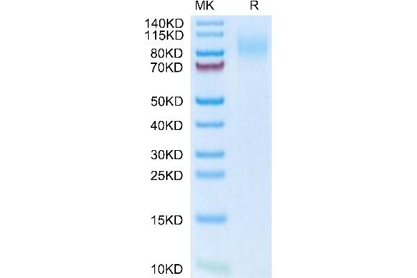 MERTK Protein (AA 19-497) (His tag)