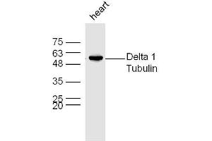 Mouse heart lysates probed with Rabbit Anti-Delta 1 Tubulin Polyclonal Antibody, Unconjugated  at 1:300 overnight at 4˚C. (TUBD1 Antikörper  (AA 151-250))