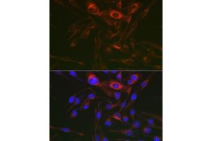 Immunofluorescence (IF) image for anti-Protein Kinase, AMP-Activated, gamma 3 Non-Catalytic Subunit (PRKAG3) (AA 1-210) antibody (ABIN6146189)