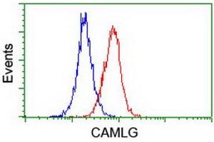 Image no. 4 for anti-Calcium Modulating Ligand (CAMLG) antibody (ABIN1497089) (CAMLG Antikörper)
