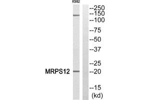 Western Blotting (WB) image for anti-Mitochondrial Ribosomal Protein S12 (MRPS12) (Internal Region) antibody (ABIN1850526) (MRPS12 Antikörper  (Internal Region))