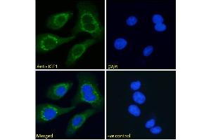 ABIN571240 Immunofluorescence analysis of paraformaldehyde fixed HEK293 cells, permeabilized with 0.