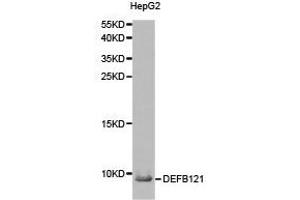Western Blotting (WB) image for anti-Defensin, beta 121 (DEFB121) antibody (ABIN1872244) (DEFB121 Antikörper)