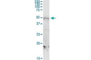 CDC2L6 MaxPab rabbit polyclonal antibody. (CDK19 Antikörper  (AA 1-502))