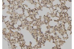 ABIN6277513 at 1/100 staining Rat lung tissue by IHC-P. (Glutaredoxin 1 Antikörper  (N-Term))