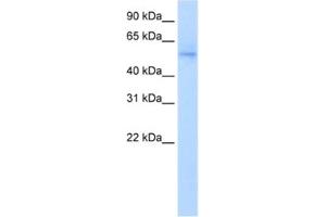 Western Blotting (WB) image for anti-NGFI-A Binding Protein 1 (EGR1 Binding Protein 1) (NAB1) antibody (ABIN2460359) (NAB1 Antikörper)