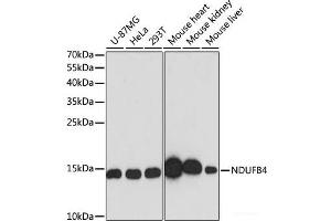 Western blot analysis of extracts of various cell lines using NDUFB4 Polyclonal Antibody at dilution of 1:3000.