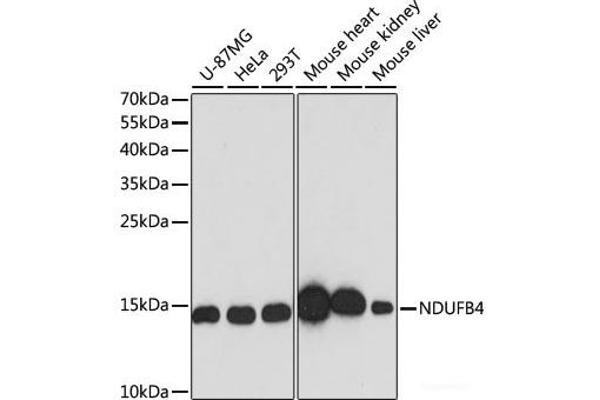 NDUFB4 Antikörper