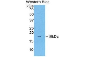 Western Blotting (WB) image for anti-Bone Morphogenetic Protein Receptor, Type II (serine/threonine Kinase) (BMPR2) (AA 27-150) antibody (ABIN1858163) (BMPR2 Antikörper  (AA 27-150))