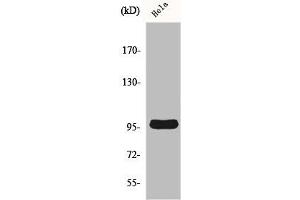 Western Blot analysis of A549 cells using Cyclin M2 Polyclonal Antibody (Cyclin M2 Antikörper  (Internal Region))