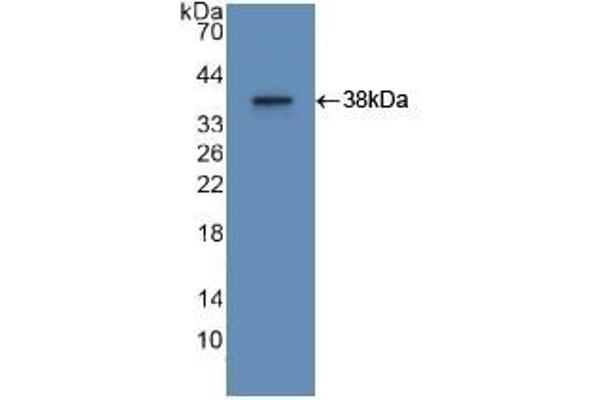 APOA2 Antikörper  (AA 24-100)