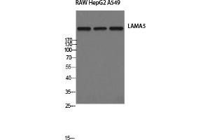 Western Blotting (WB) image for anti-Laminin, alpha 5 (LAMA5) antibody (ABIN5957135)