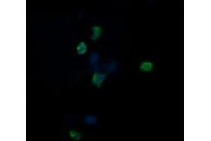 Image no. 2 for anti-Chaperonin Containing TCP1, Subunit 8 (Theta)-Like 2 (CCT8L2) antibody (ABIN1497483)