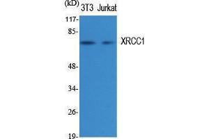 Western Blotting (WB) image for anti-X-Ray Repair Complementing Defective Repair in Chinese Hamster Cells 1 (XRCC1) (C-Term) antibody (ABIN3180389) (XRCC1 Antikörper  (C-Term))