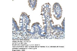 Human Intestine (MINA Antikörper  (N-Term))