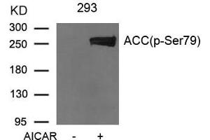 Western blot analysis of extracts from 293 cells untreated or treated with AICAR using Acetyl-CoA Carboxylase (Phospho-Ser79) Antibody. (Acetyl-CoA Carboxylase alpha Antikörper  (pSer79))