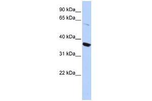 KCNA10 antibody used at 1 ug/ml to detect target protein.