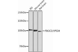 Western blot analysis of extracts of various cell lines, using PIK3C3/VPS34 Rabbit mAb (ABIN7269328) at 1:1000 dilution. (PIK3C3 Antikörper)