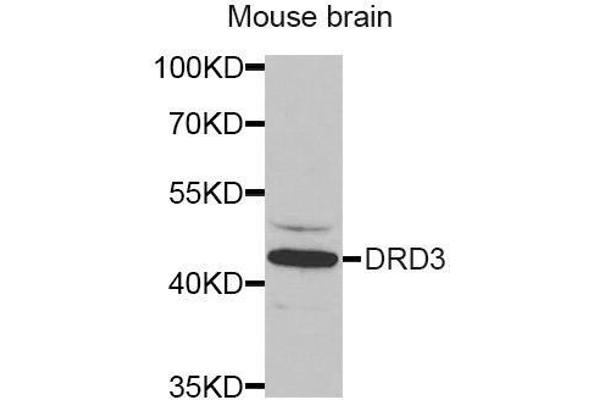 DRD3 antibody  (AA 213-329)