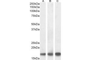 Western Blotting (WB) image for anti-Ionized Calcium-binding Adapter Molecule 1 (IBA1) (C-Term) antibody (ABIN184738)