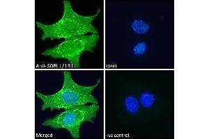 ABIN184579 Immunofluorescence analysis of paraformaldehyde fixed HepG2 cells, permeabilized with 0. (SORL1 Antikörper  (C-Term))