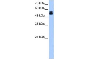CRISPLD2 antibody used at 1 ug/ml to detect target protein. (CRISPLD2 Antikörper  (N-Term))