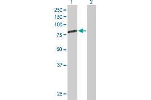 Western Blot analysis of GAS6 expression in transfected 293T cell line by GAS6 MaxPab polyclonal antibody. (GAS6 Antikörper  (AA 1-678))