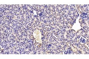 Detection of TWSG1 in Mouse Kidney Tissue using Polyclonal Antibody to Twisted Gastrulation Protein Homolog 1 (TWSG1) (TWSG1 Antikörper  (AA 26-223))