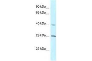 Image no. 1 for anti-Regulator of Chromosome Condensation 1 (RCC1) (C-Term) antibody (ABIN6747486) (RCC1 Antikörper  (C-Term))