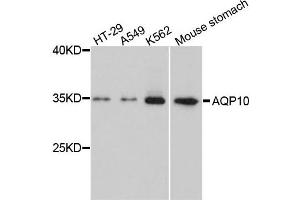 Western blot analysis of extracts of various cells, using AQP10 antibody. (Aquaporin 10 Antikörper)