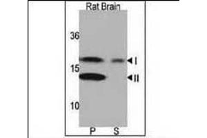 Western blot analysis of anti-LC3 (G8a) Pab 1801a in rat brain lysate. (MAP1LC3A Antikörper  (N-Term))